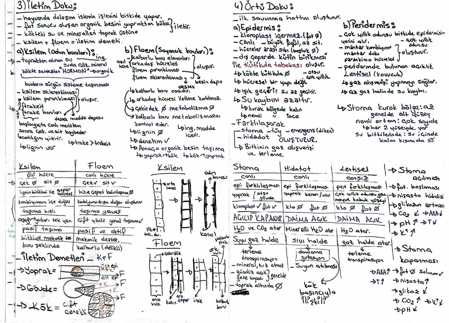 -Bitki- $\rightarrow$ kök kök sisten & hormon Oretir / bir organ / begini süngün sistender
karşılar,
Bitki gövde, çiçek, Yaprak, meque } sür