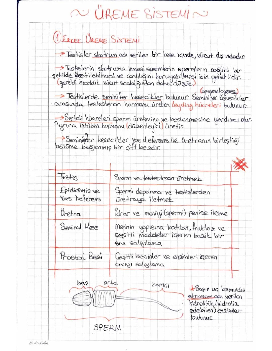 Erkek Üreme Sistemi ve Hormonları | 11. Sınıf Biyoloji Bilgileri