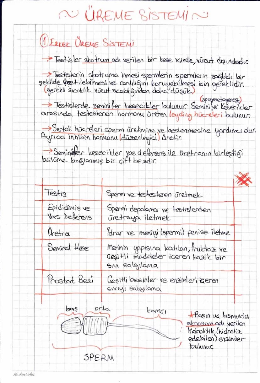 Keshin Color
ÜREME SİSTEMİN
①ERKEK ÜREME SİSTEMİ
→→ Testisler skotrum adı verilen bir kese lande, vücut dışındadio
>Testislerin skotruma inm