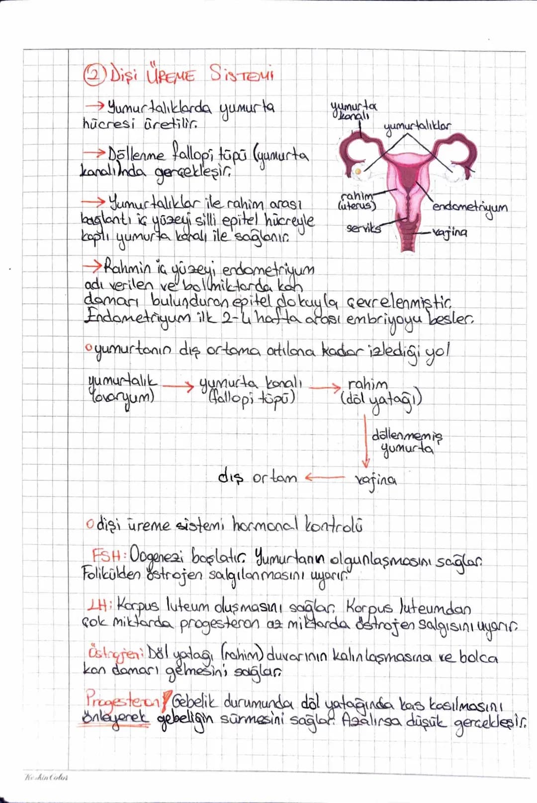 Keshin Color
ÜREME SİSTEMİN
①ERKEK ÜREME SİSTEMİ
→→ Testisler skotrum adı verilen bir kese lande, vücut dışındadio
>Testislerin skotruma inm