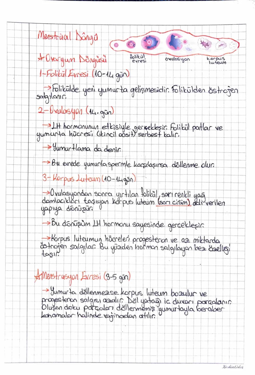 Keshin Color
ÜREME SİSTEMİN
①ERKEK ÜREME SİSTEMİ
→→ Testisler skotrum adı verilen bir kese lande, vücut dışındadio
>Testislerin skotruma inm