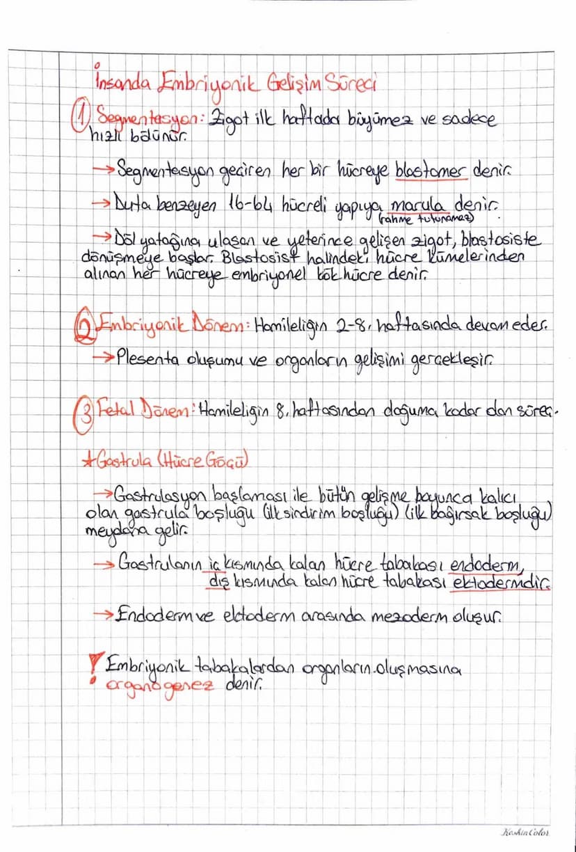 Keshin Color
ÜREME SİSTEMİN
①ERKEK ÜREME SİSTEMİ
→→ Testisler skotrum adı verilen bir kese lande, vücut dışındadio
>Testislerin skotruma inm