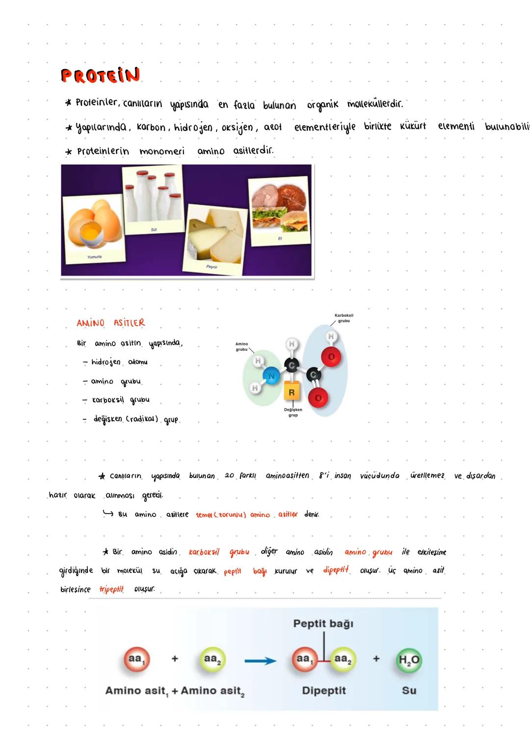 PROTEIN
*Proteinler, canlıların yapısında en fazla bulunan organik molleküllerdir.
*Yapılarında, karbon, hidrojen, oksijen, azot elementleri