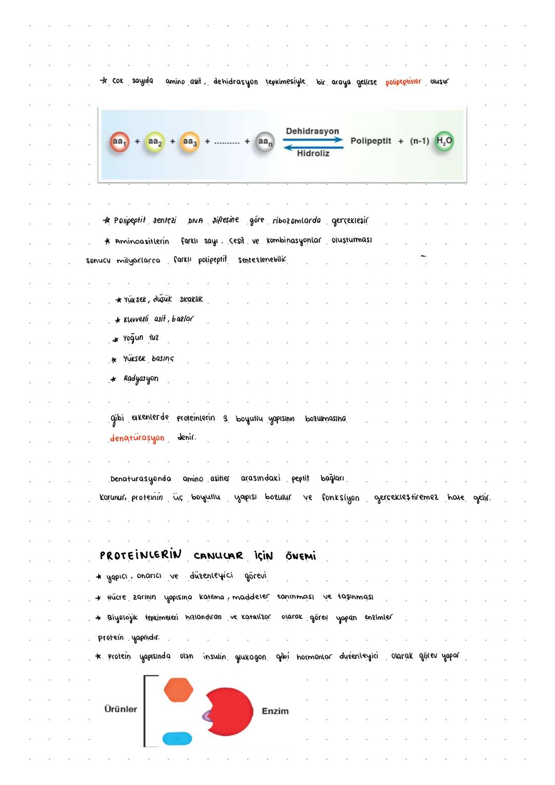 PROTEIN
*Proteinler, canlıların yapısında en fazla bulunan organik molleküllerdir.
*Yapılarında, karbon, hidrojen, oksijen, azot elementleri