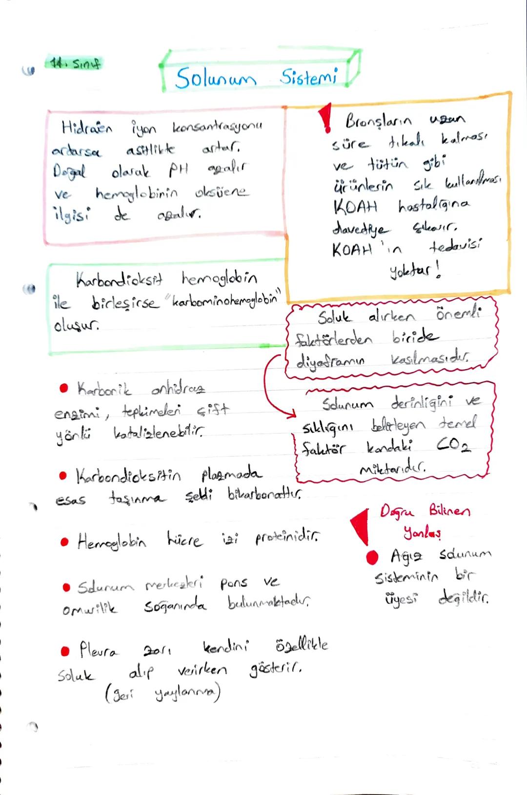 14. Sin
Solunum Sistemi!
Hidrain iyon konsantrasyonu
arðarsa
Dogal
ve
asilikte
artar.
olarak PH azalır
hemoglobinin oksüene
ilgisi de
agalur