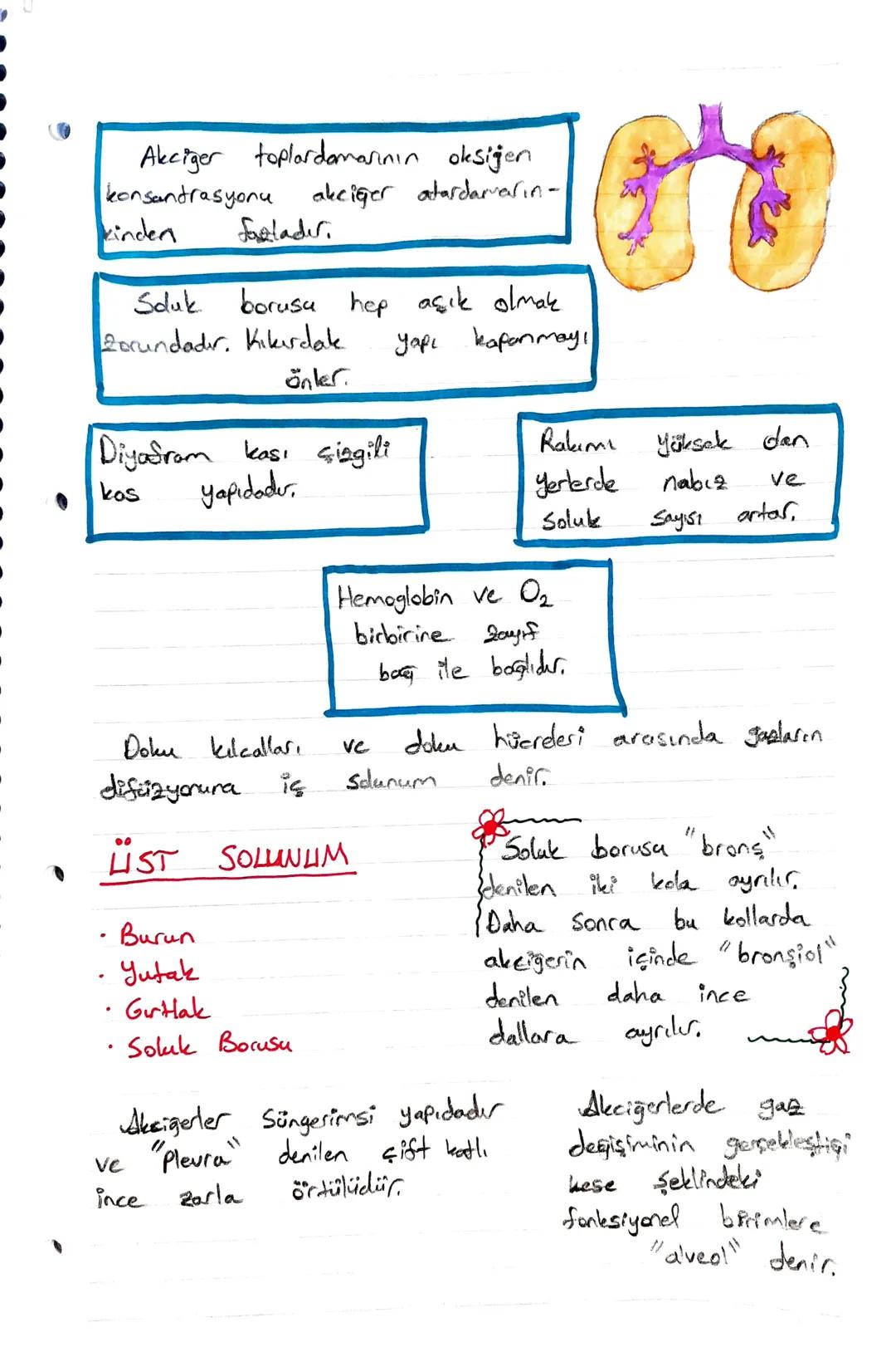 14. Sin
Solunum Sistemi!
Hidrain iyon konsantrasyonu
arðarsa
Dogal
ve
asilikte
artar.
olarak PH azalır
hemoglobinin oksüene
ilgisi de
agalur