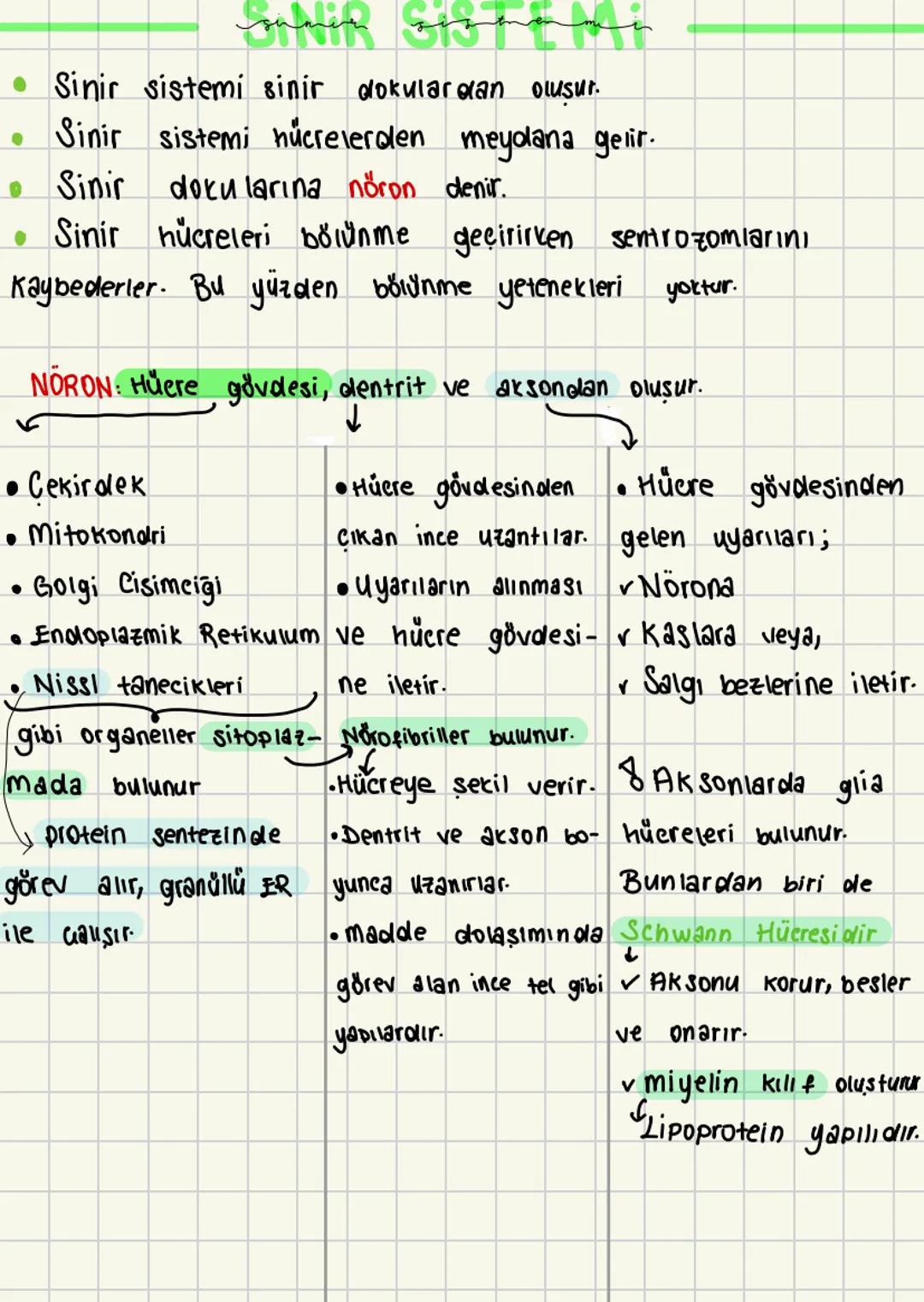  # SİNİR SİSTEMİ

• Sinir sistemi sinir dokulardan oluşur.
Sinir sistemi nucrelerden meydana gelir.
• Sinir dokularına nöron denir.
Sinir hü