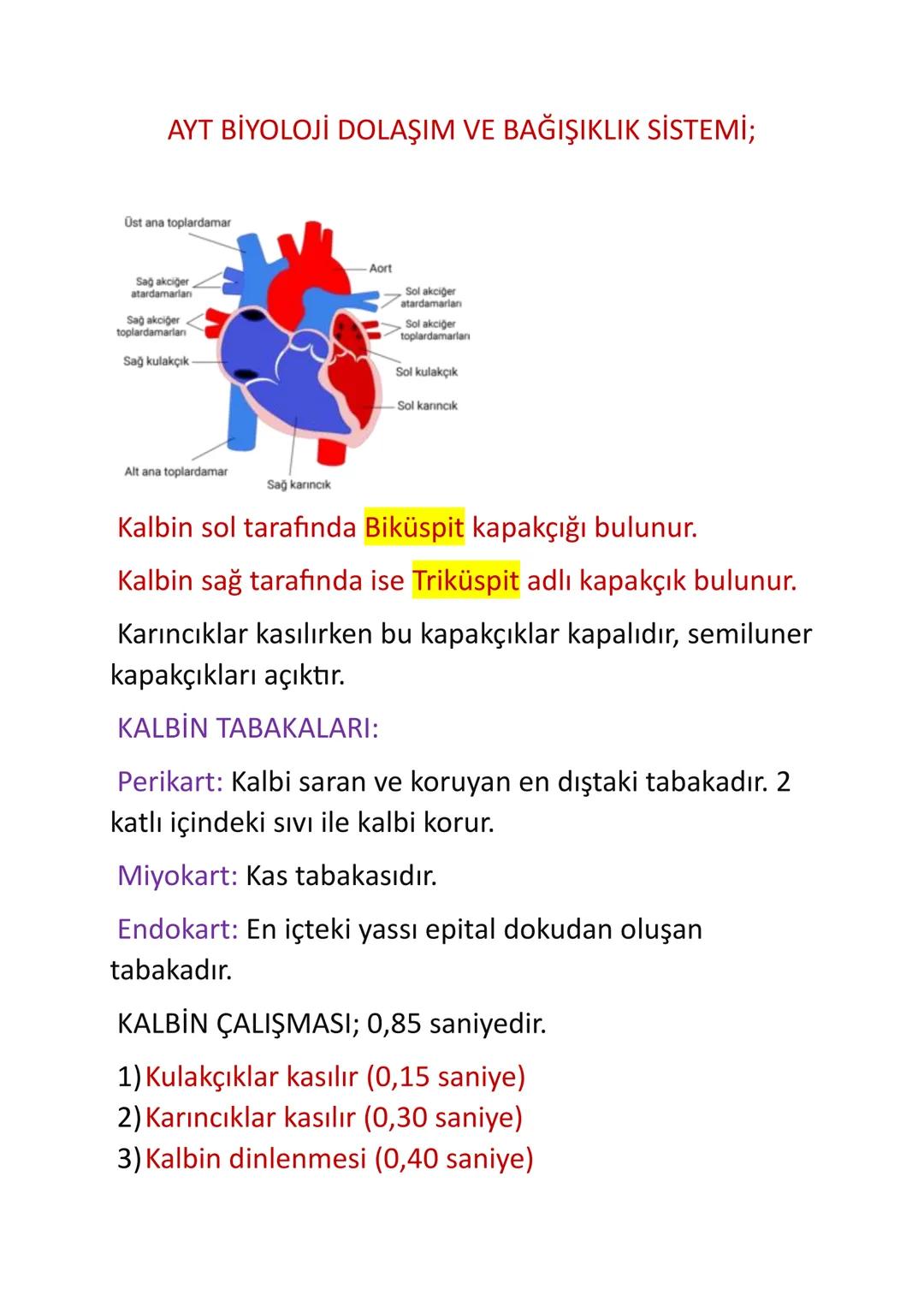 AYT BİYOLOJİ DOLAŞIM VE BAĞIŞIKLIK SİSTEMİ;
Üst ana toplardamar
Sağ akciğer
atardamarlan
Sağ akciğer
toplardamarlan
Sağ kulakçık
Aort
Sol ak