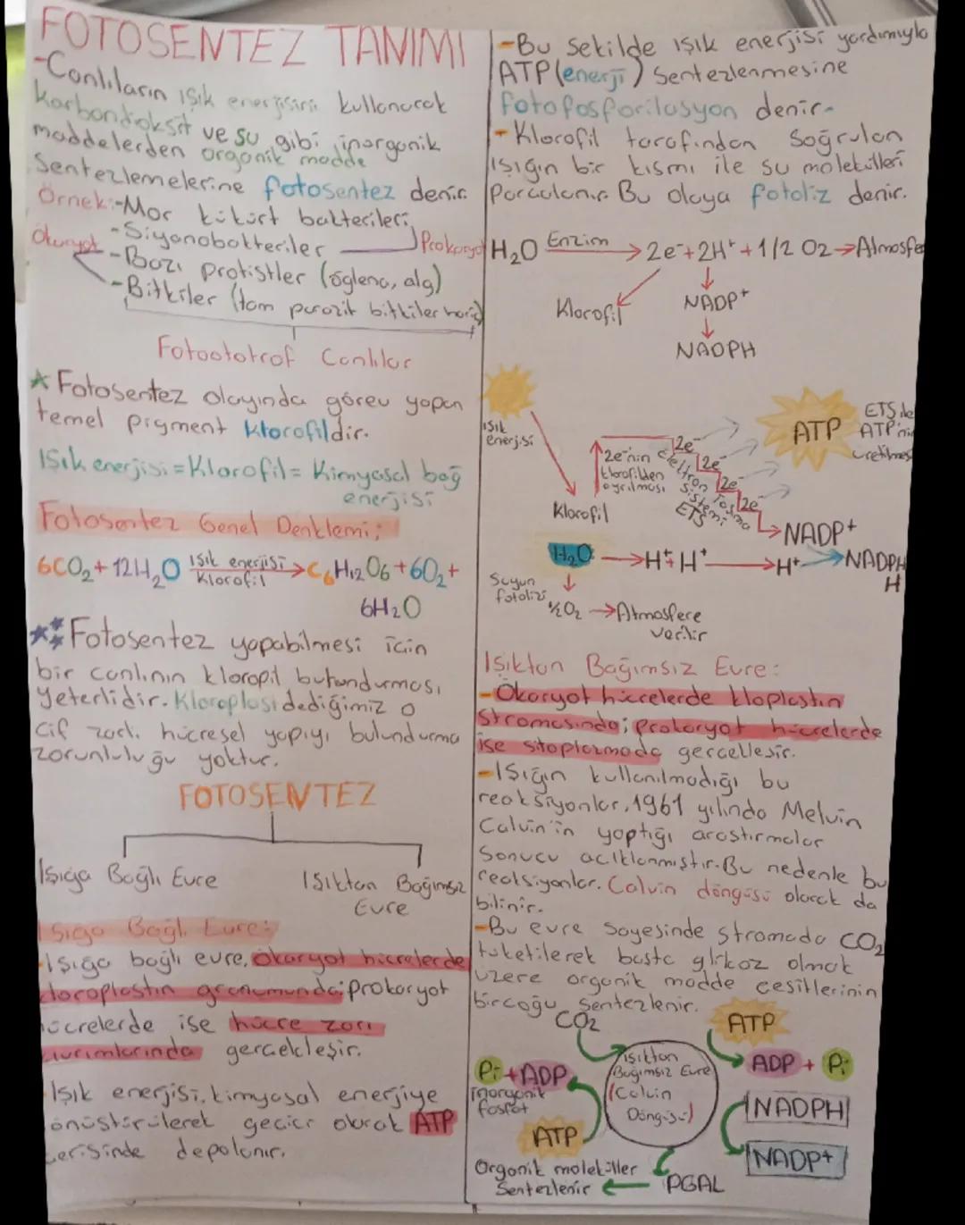 # FOTOSENTEZ TANIMI - Bu sekilde
-Onlıların isik enerjisini kullanarak
Korbondioksit ve su gibi inargonik
maddelerden organik modde
-Bu seki