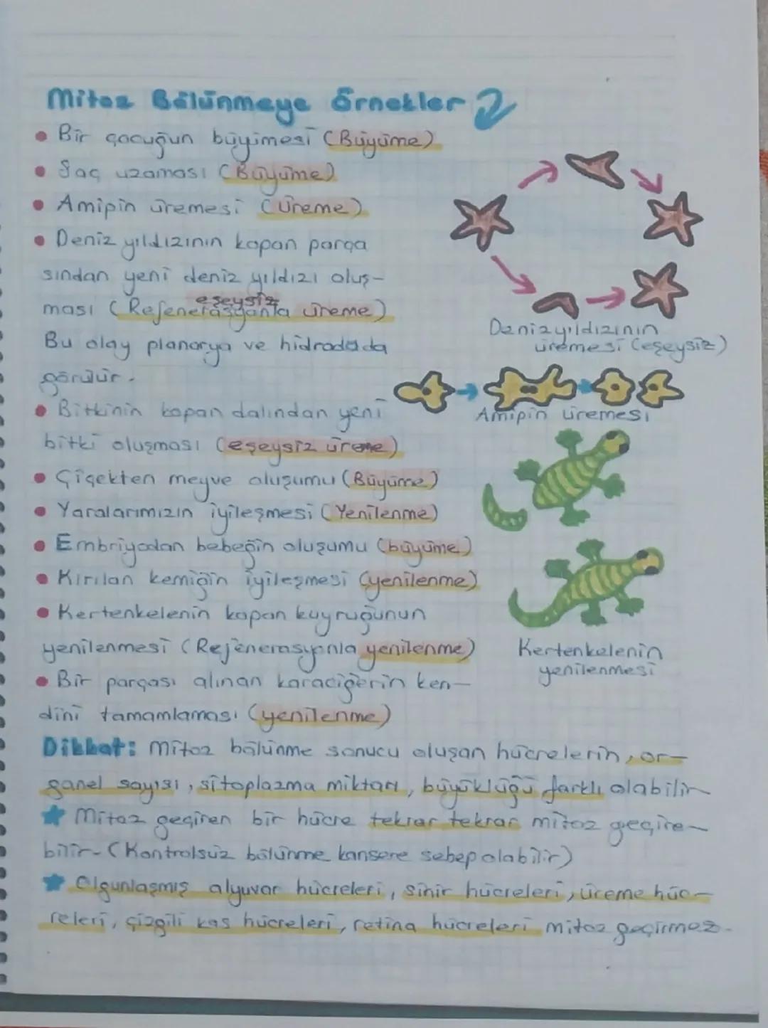 9
a
HÜCRE BOLUNMesi,
Conluar hücrelerden oluşmuşlardır-Hücre belirli
bir büyüklüğe erişinde çekirdek hücreyi yönetmek
te zorlanır Bu yüzden 