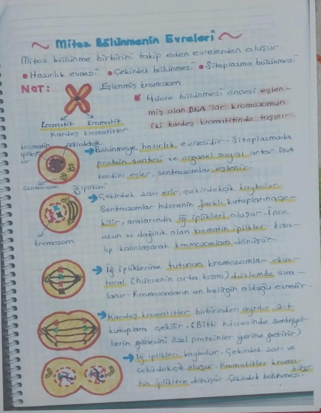 9
a
HÜCRE BOLUNMesi,
Conluar hücrelerden oluşmuşlardır-Hücre belirli
bir büyüklüğe erişinde çekirdek hücreyi yönetmek
te zorlanır Bu yüzden 