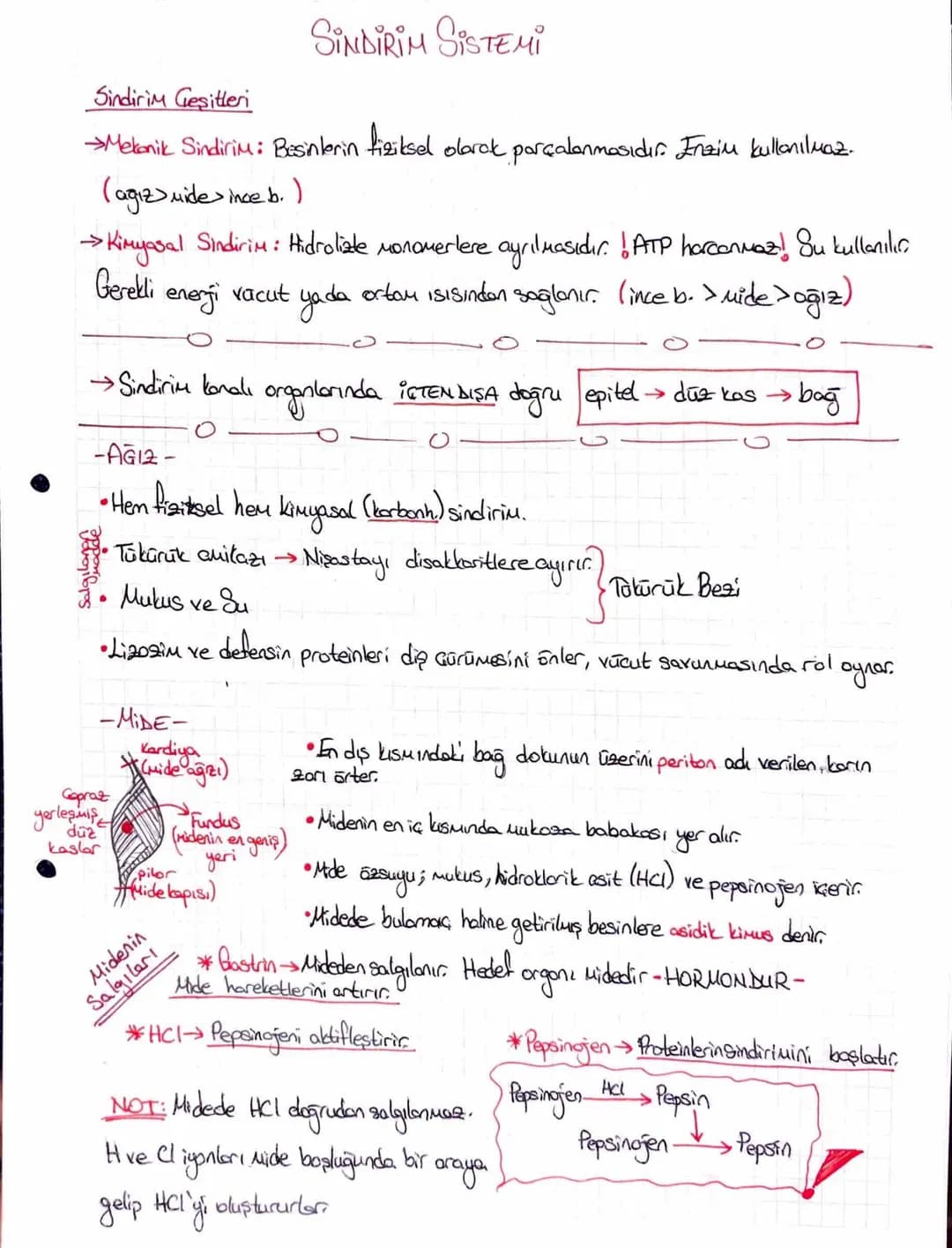 Sindirim Geşitleri
SİNDİRİM SİSTEMİ
→Mekanik Sindirim: Besinlerin fiziksel olarak parçalanmasıdır. Inziu kullanılmaz.
→
(agiz) mide ince b.
