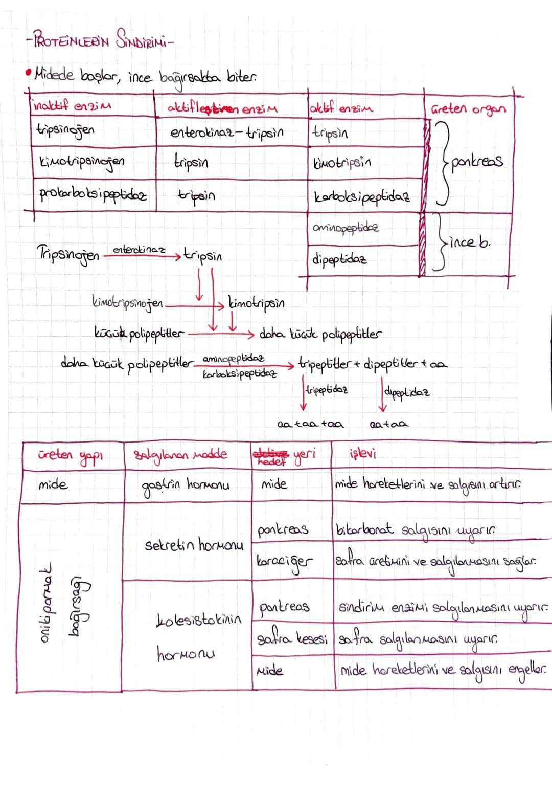 Sindirim Geşitleri
SİNDİRİM SİSTEMİ
→Mekanik Sindirim: Besinlerin fiziksel olarak parçalanmasıdır. Inziu kullanılmaz.
→
(agiz) mide ince b.
