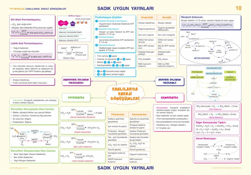 # TYT BİYOLOJİ CANLILARIN TEMEL BİLEŞENLERİ                                                                                                 