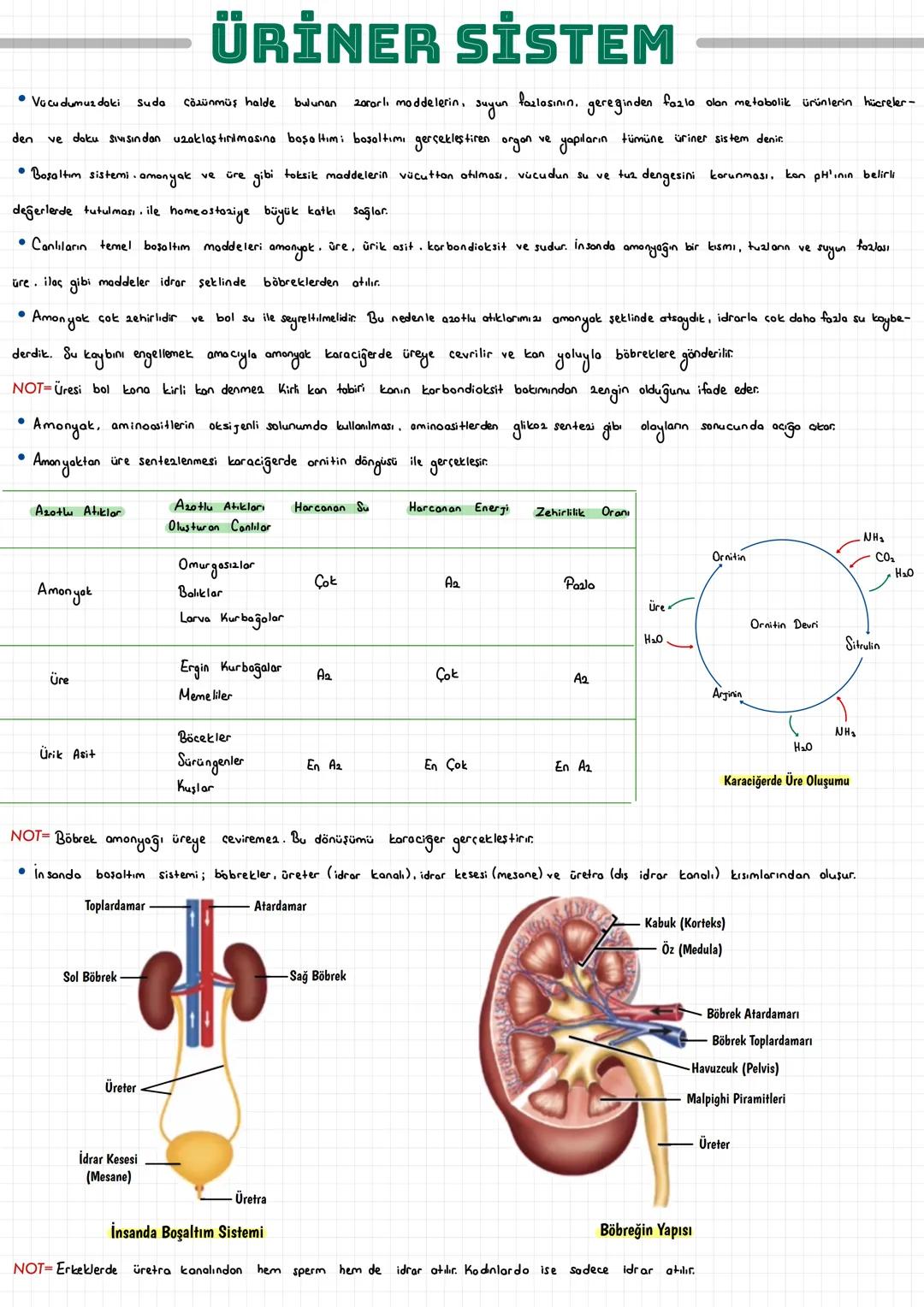  ÜRİNER SİSTEM
• Vücudumuz daki Suda
den
Coaünmüş halde bulunan zararlı maddelerin, suyun fazlasının, gereğinden fazla olan metabolik ürünle