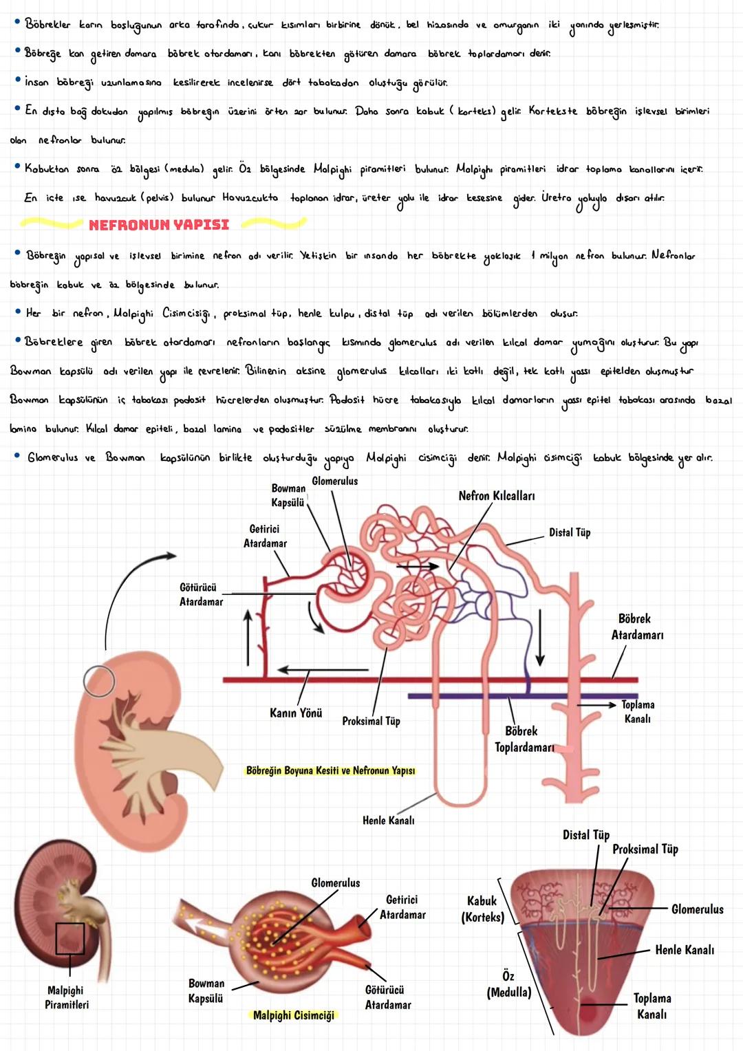  ÜRİNER SİSTEM
• Vücudumuz daki Suda
den
Coaünmüş halde bulunan zararlı maddelerin, suyun fazlasının, gereğinden fazla olan metabolik ürünle