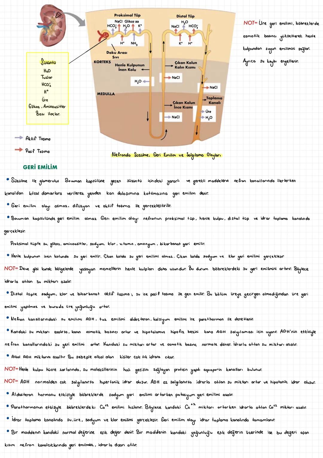  ÜRİNER SİSTEM
• Vücudumuz daki Suda
den
Coaünmüş halde bulunan zararlı maddelerin, suyun fazlasının, gereğinden fazla olan metabolik ürünle