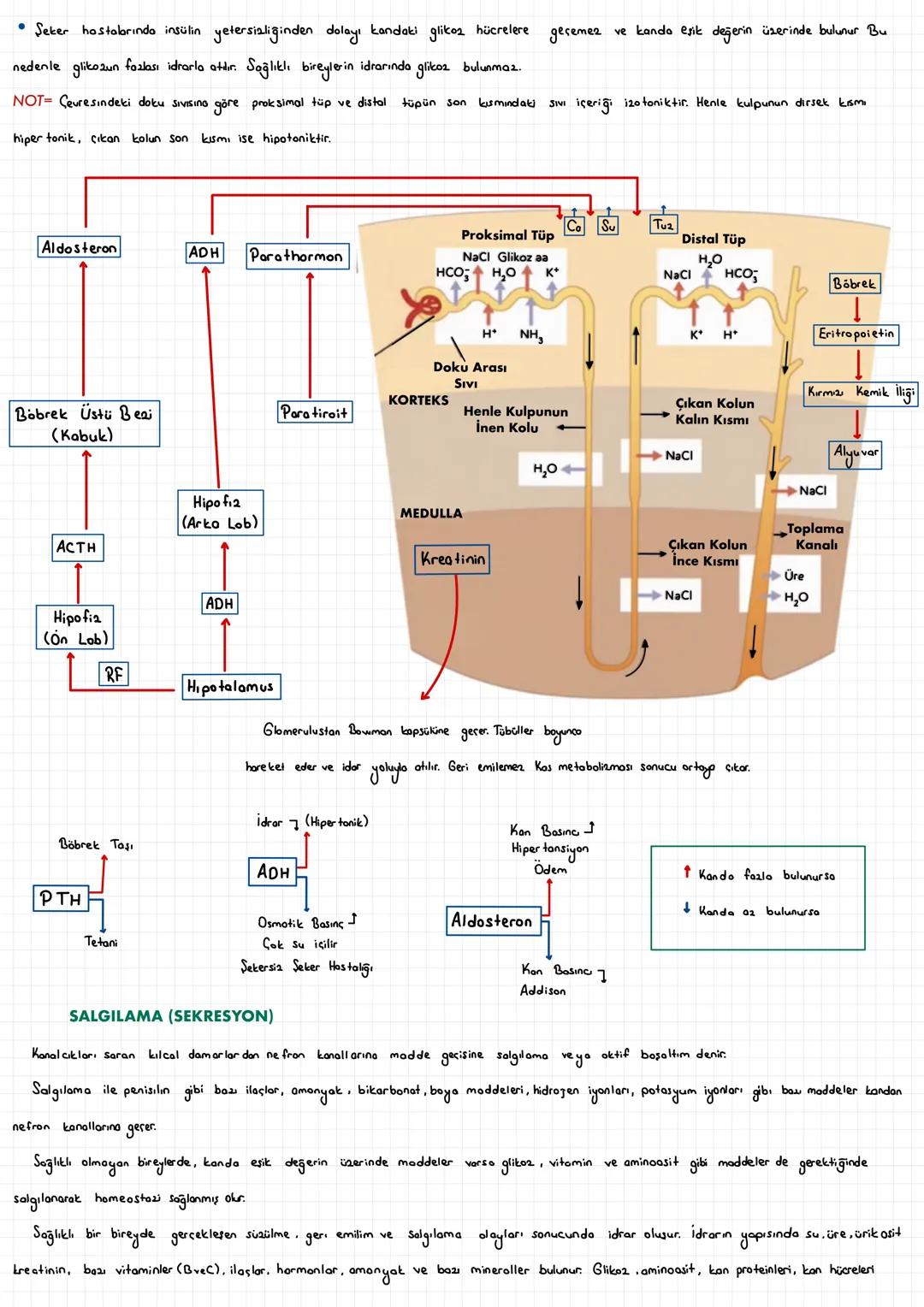  ÜRİNER SİSTEM
• Vücudumuz daki Suda
den
Coaünmüş halde bulunan zararlı maddelerin, suyun fazlasının, gereğinden fazla olan metabolik ürünle