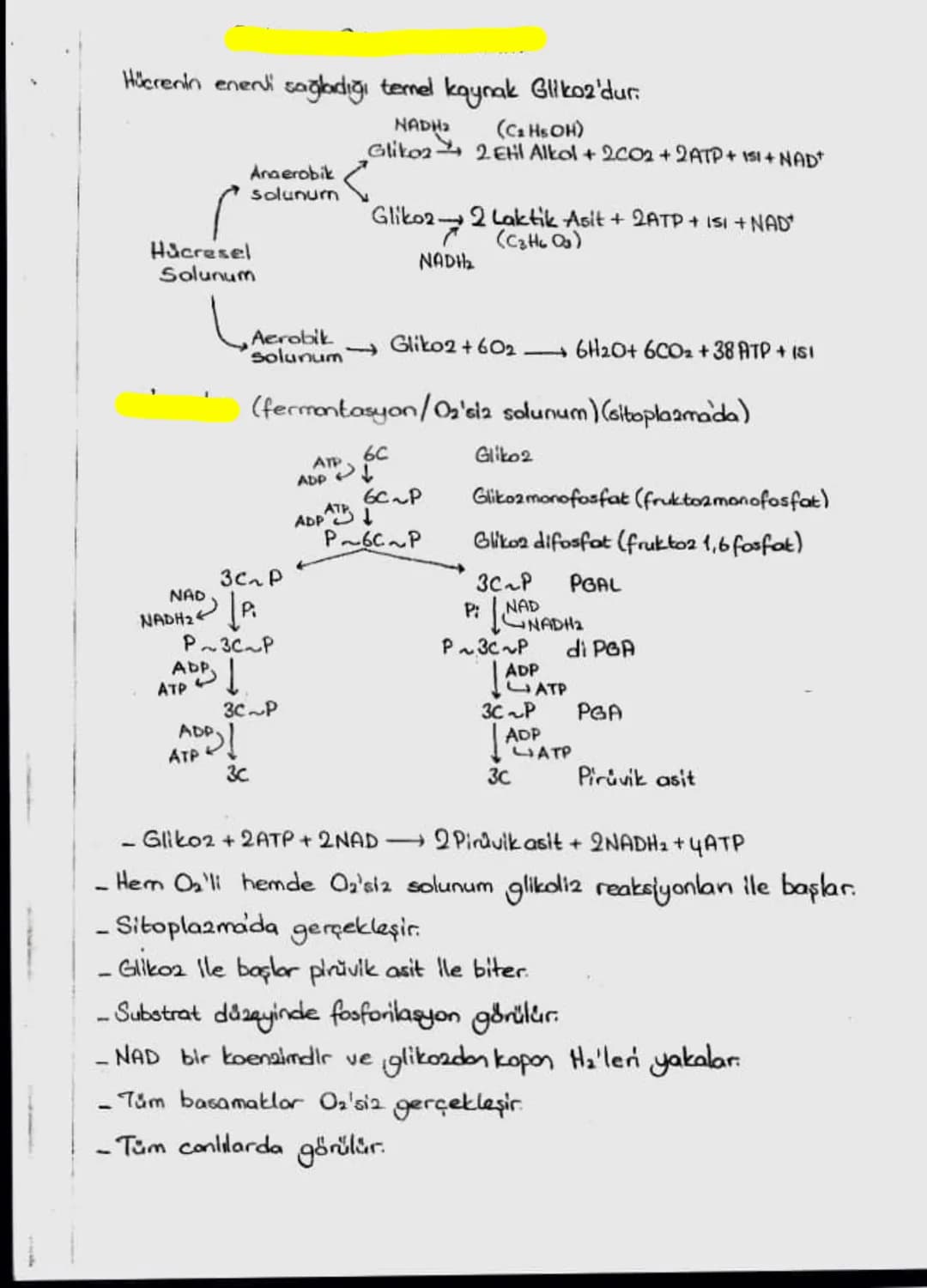 Hücrenin eneni sağladığı temel kaynak Glikoz'dur.
NADH₂
Glikoz
Anaerobik
solunum
Hücresel
Solunum
(C₂ Hs OH)
2 EHI Alkol + 2002+2ATP + 151+ 