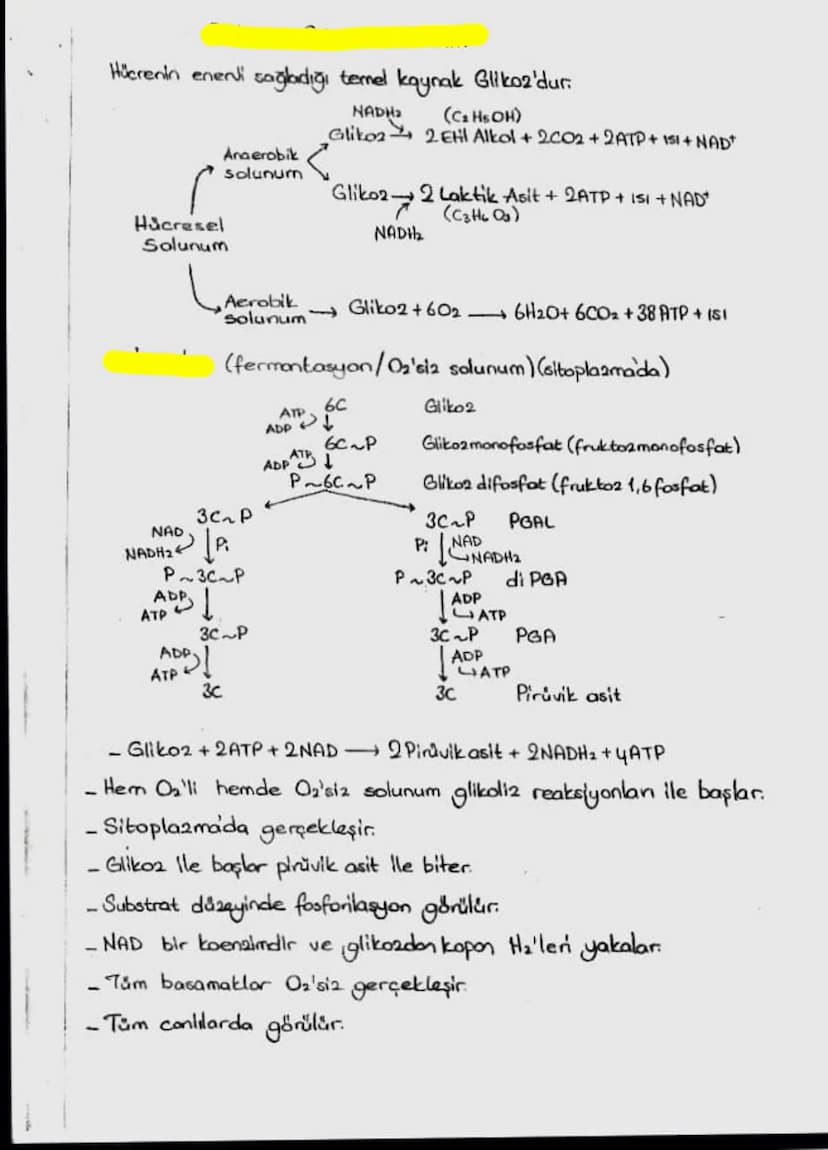Hücrenin eneni sağladığı temel kaynak Glikoz'dur.
NADH₂
Glikoz
Anaerobik
solunum
Hücresel
Solunum
(C₂ Hs OH)
2 EHI Alkol + 2002+2ATP + 151+ 