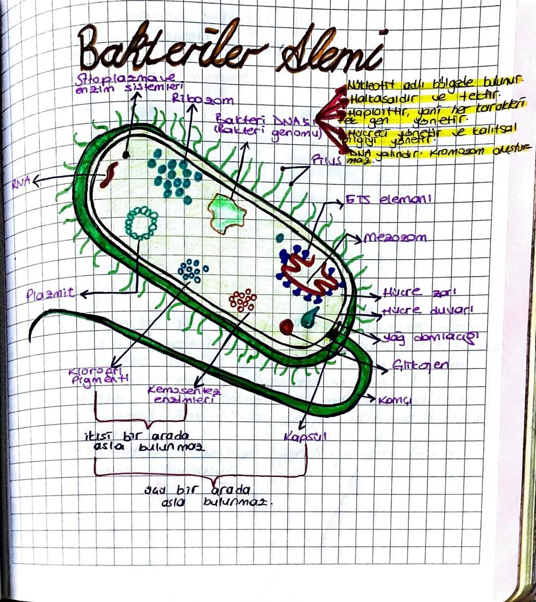 RNA
Plazmit
Bakteriler Alemi
Stoplazmave
enzim sistemleri
Ribosom
Bakteri DNASI
(Bakteri genomu
Nükleofit adlı bölgede bulunur.
Halkasaldir 