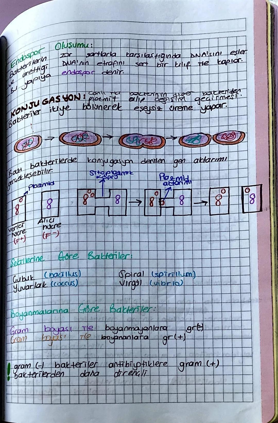 RNA
Plazmit
Bakteriler Alemi
Stoplazmave
enzim sistemleri
Ribosom
Bakteri DNASI
(Bakteri genomu
Nükleofit adlı bölgede bulunur.
Halkasaldir 