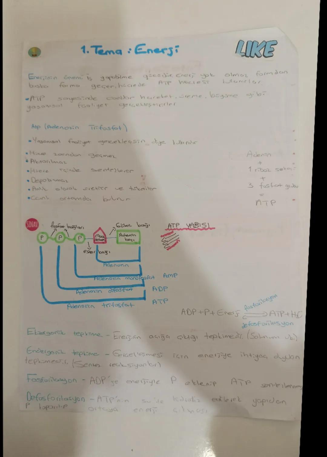 10.Sınıf biyoloji 1.tema enerji