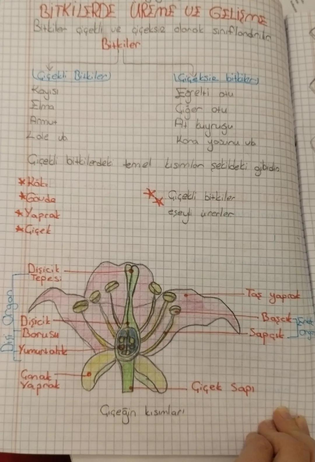 3. Ünite fen canlılarda üreme 6. Sınıf