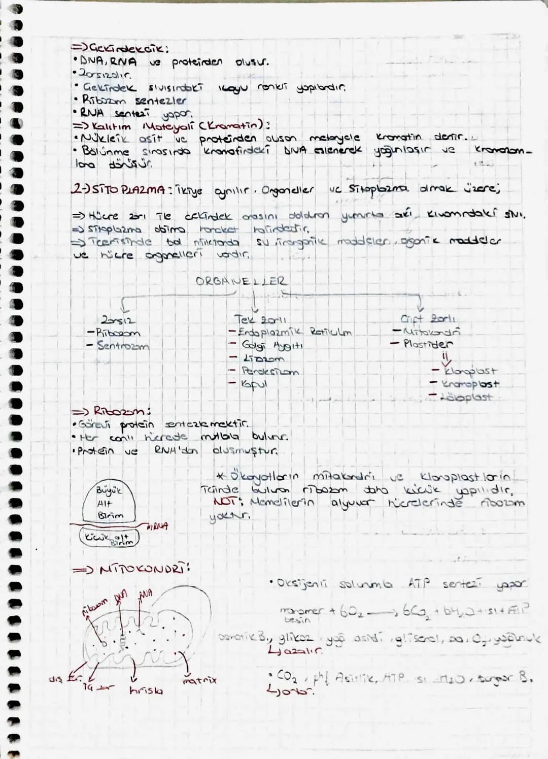 Keshin libr
2.UNITE => HÜCRE
=> PROKARYOT HÜRE
Hücre Don
Sitoplazma
DNA
RNAL
=JÖKARYOT
Hure secti
T
eduplazmik
HÜCRE
sentrozom.
Lizzan
Gekin