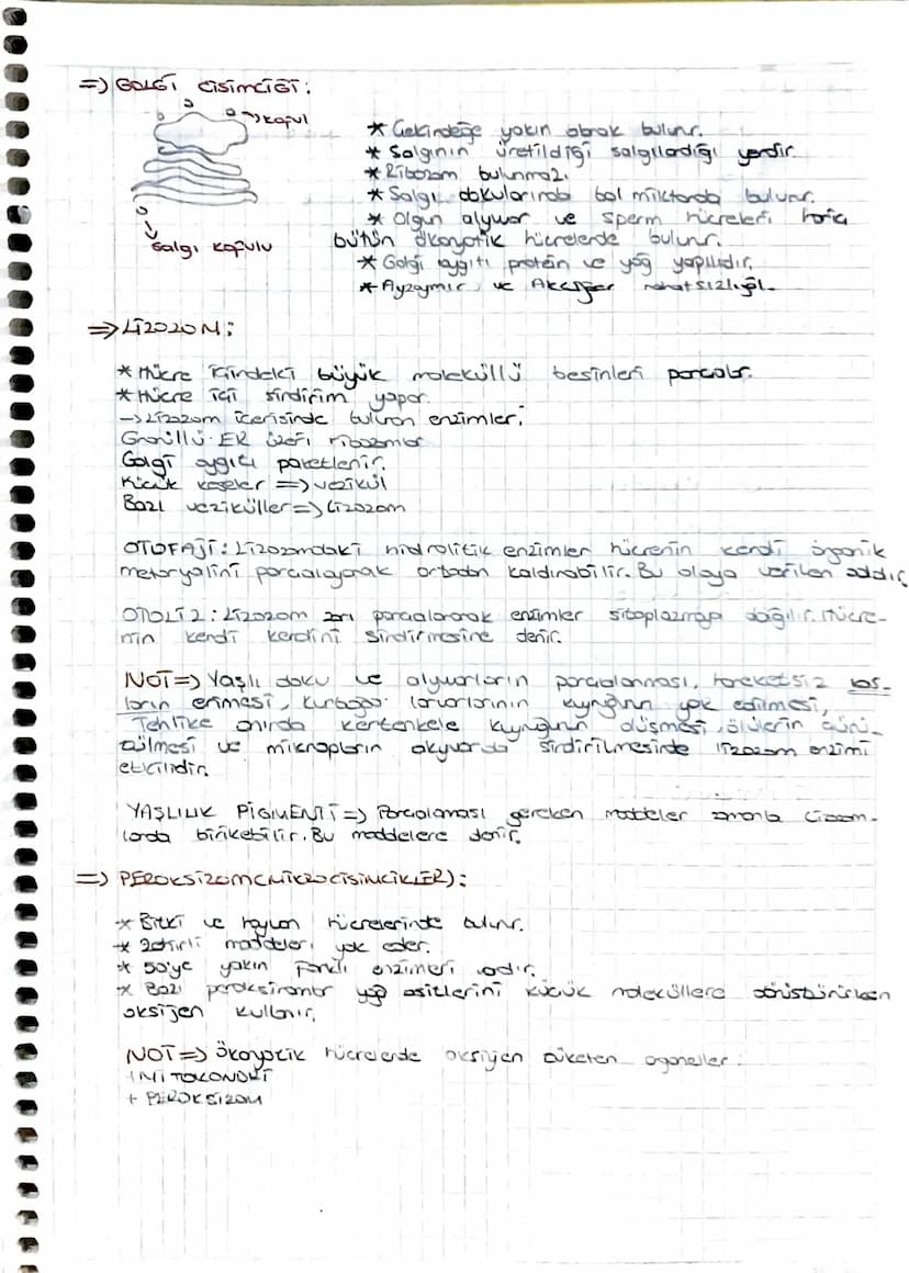 Keshin libr
2.UNITE => HÜCRE
=> PROKARYOT HÜRE
Hücre Don
Sitoplazma
DNA
RNAL
=JÖKARYOT
Hure secti
T
eduplazmik
HÜCRE
sentrozom.
Lizzan
Gekin