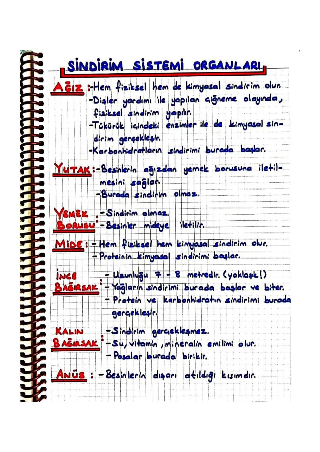 SİNDİRİM SİSTEMİ ORGANLARI,
Ağız:-Hem fiziksel hem de kimyasal sindirim olur.
-Dialer yardımı ile yapılan çiğneme olayında,
fiziksel sindiri