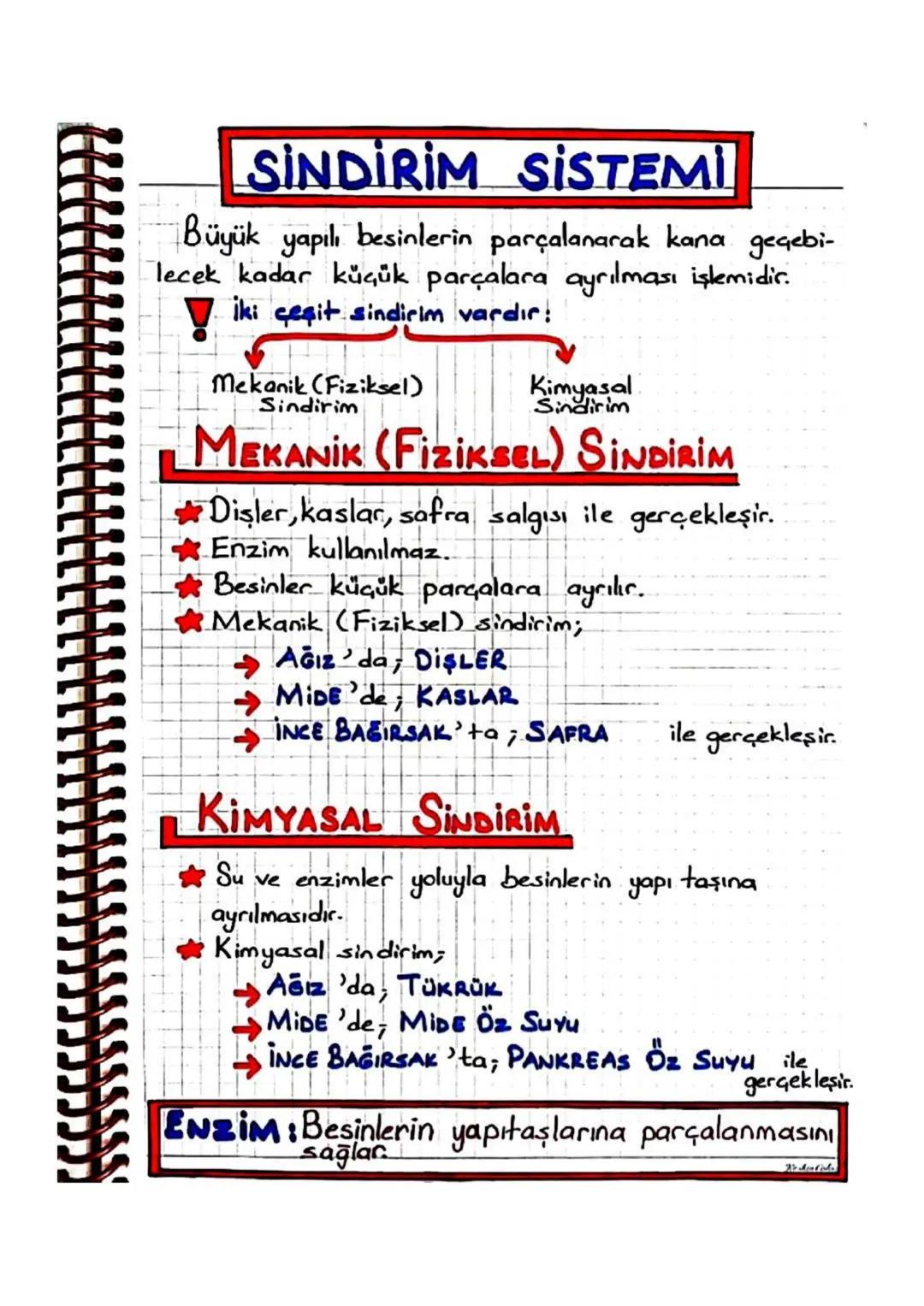 SİNDİRİM SİSTEMİ ORGANLARI,
Ağız:-Hem fiziksel hem de kimyasal sindirim olur.
-Dialer yardımı ile yapılan çiğneme olayında,
fiziksel sindiri