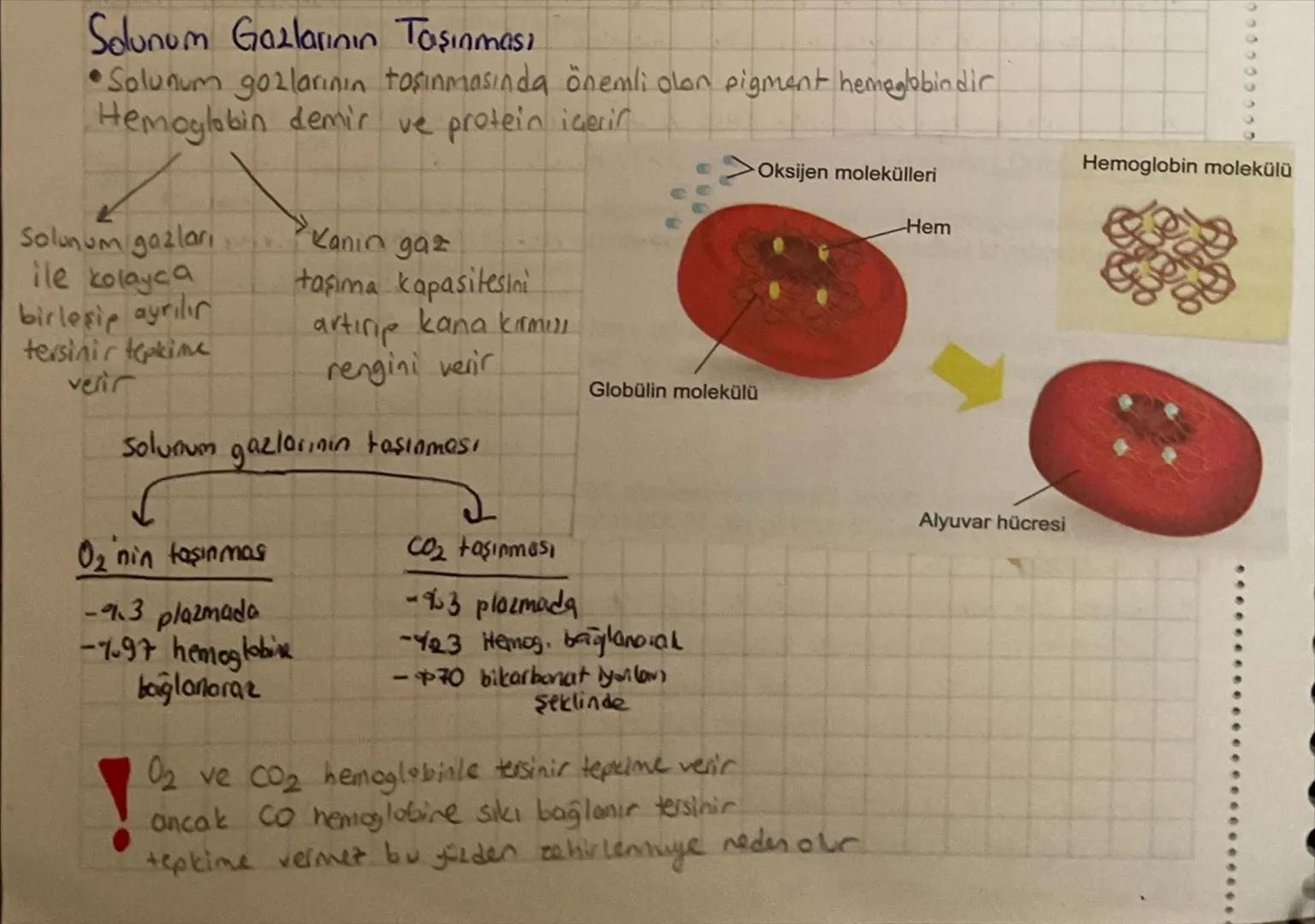 Solunum Gazlarının Taşınması
Solunum gozlarının taşınmasında önemli olan pigment hemoglobindir
Hemoglobin demir ve protein içerir
Solunum ga