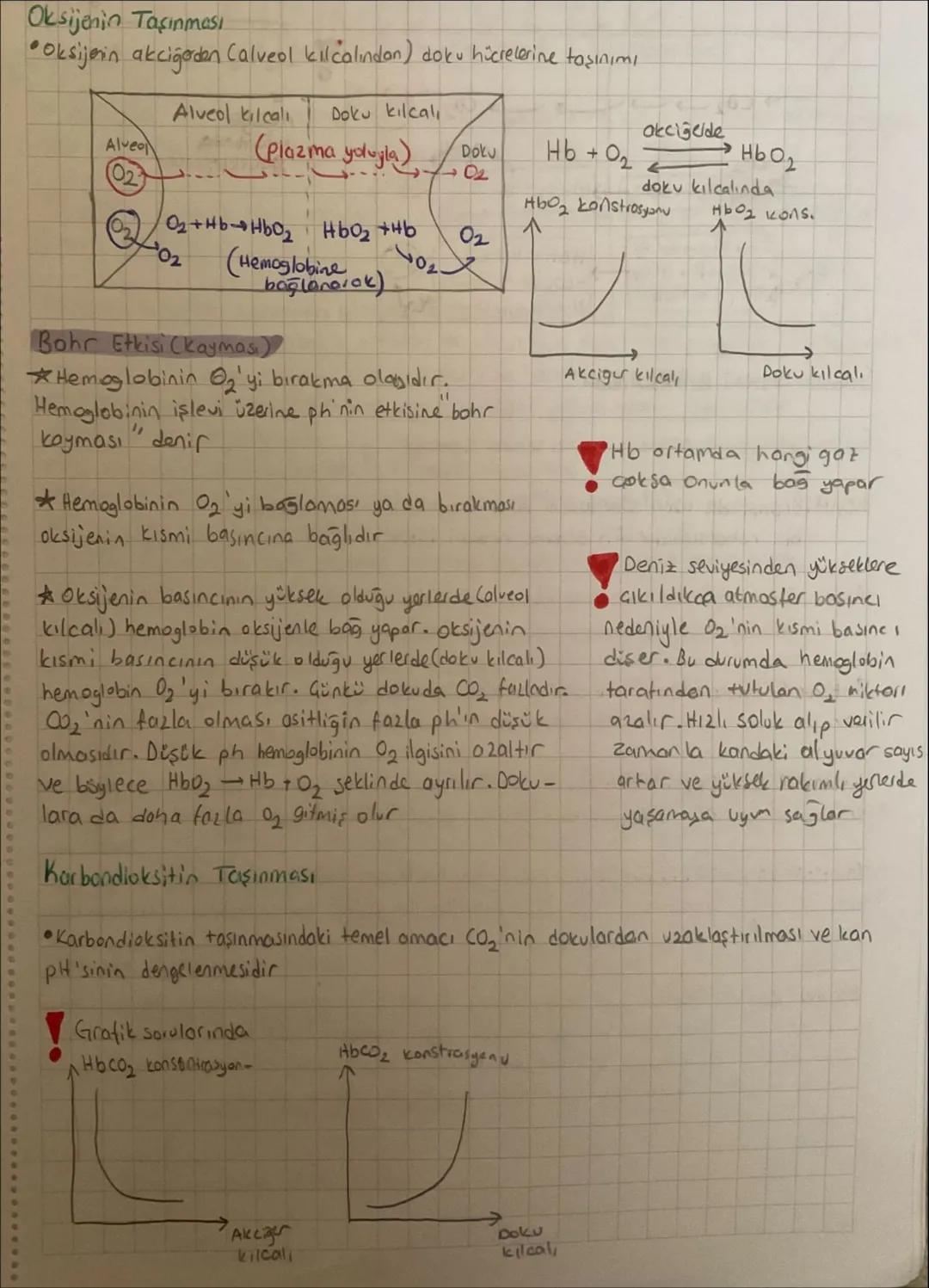 Solunum Gazlarının Taşınması
Solunum gozlarının taşınmasında önemli olan pigment hemoglobindir
Hemoglobin demir ve protein içerir
Solunum ga