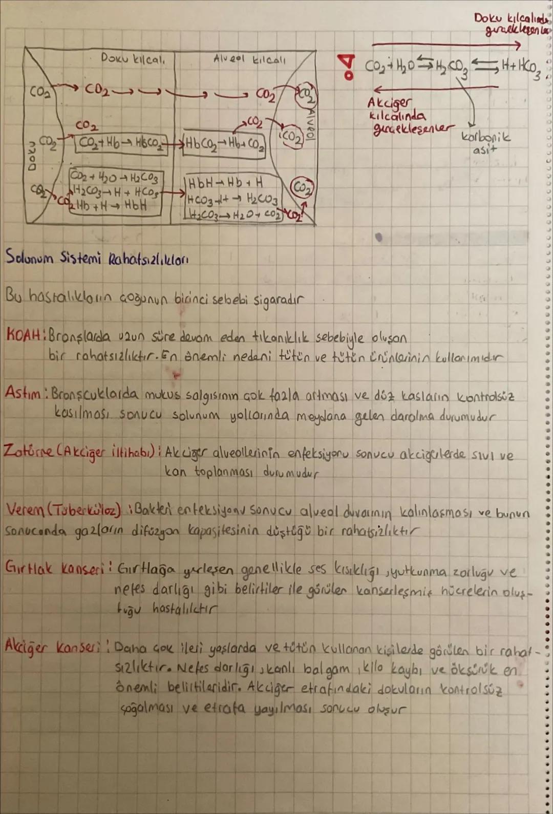 Solunum Gazlarının Taşınması
Solunum gozlarının taşınmasında önemli olan pigment hemoglobindir
Hemoglobin demir ve protein içerir
Solunum ga