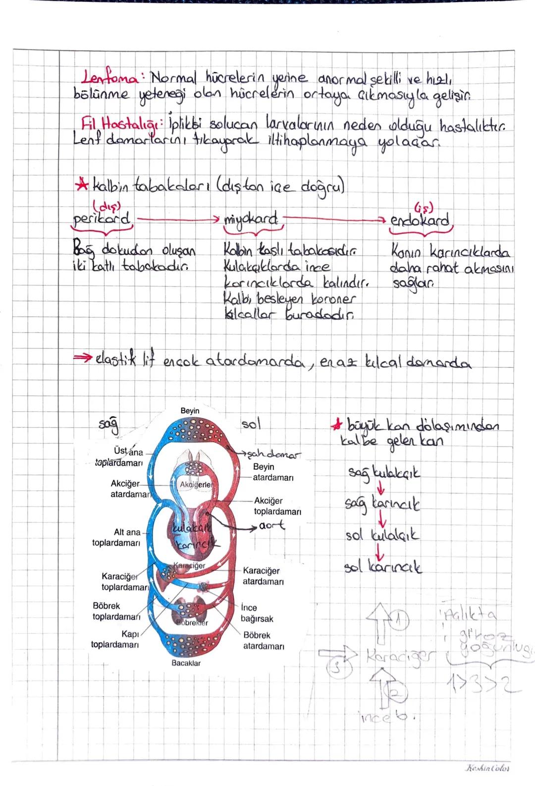 Keshin Color
NDOLAŞIM SISTEMIC
Kan Plazmasi (155)
Plasma Proteinleri
Kan
Kan Hücreleri (7.45)
Alyuvor (Eritrosit)
Su, Gazlar
Plazmas
55
İnor