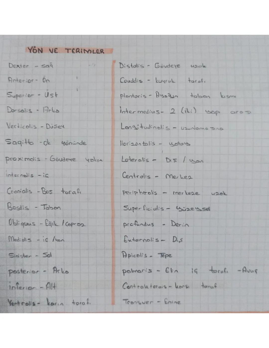 Anatomi Latince Terimler