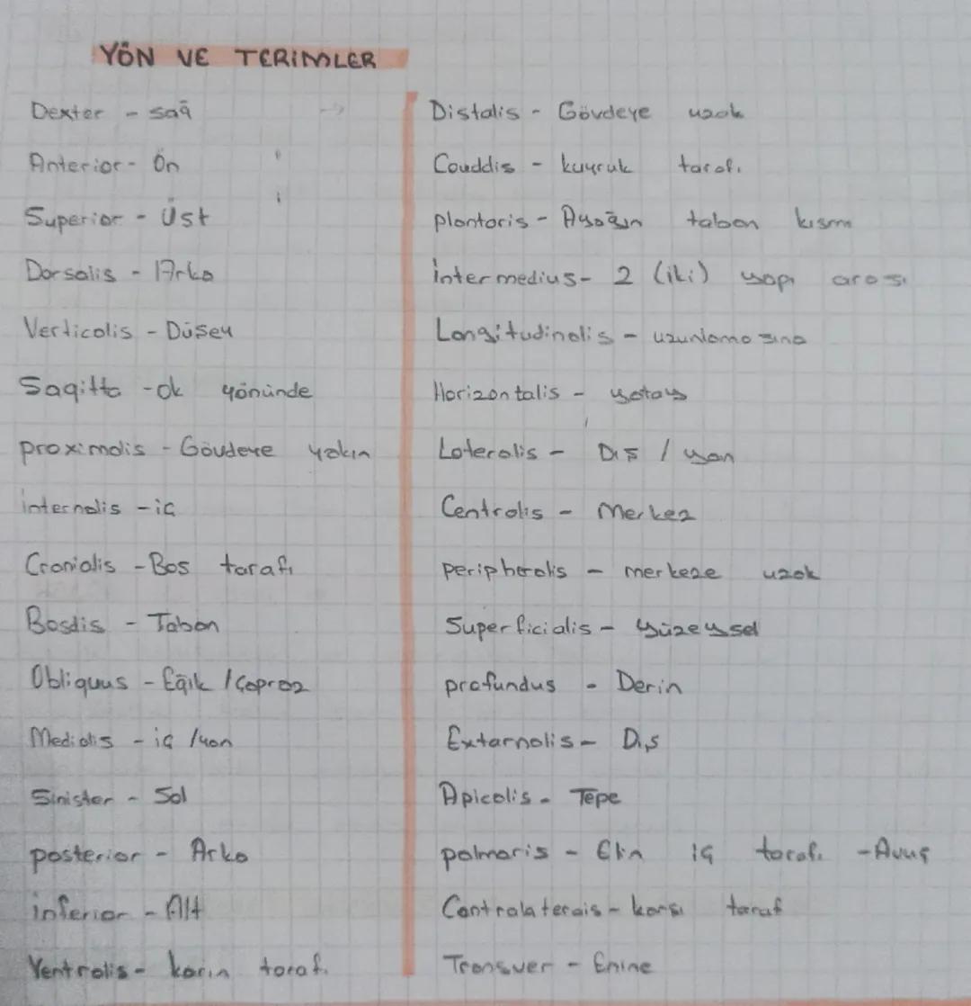 YON VE TERIMLER
Dexter
saq
Distalis Gövdeye
420k
Anterior - On
Couddis
-
kuyruk
tarafı
Superior - Ust
plontoris Ayoğ
-
tabon
kism
Dorsalis -