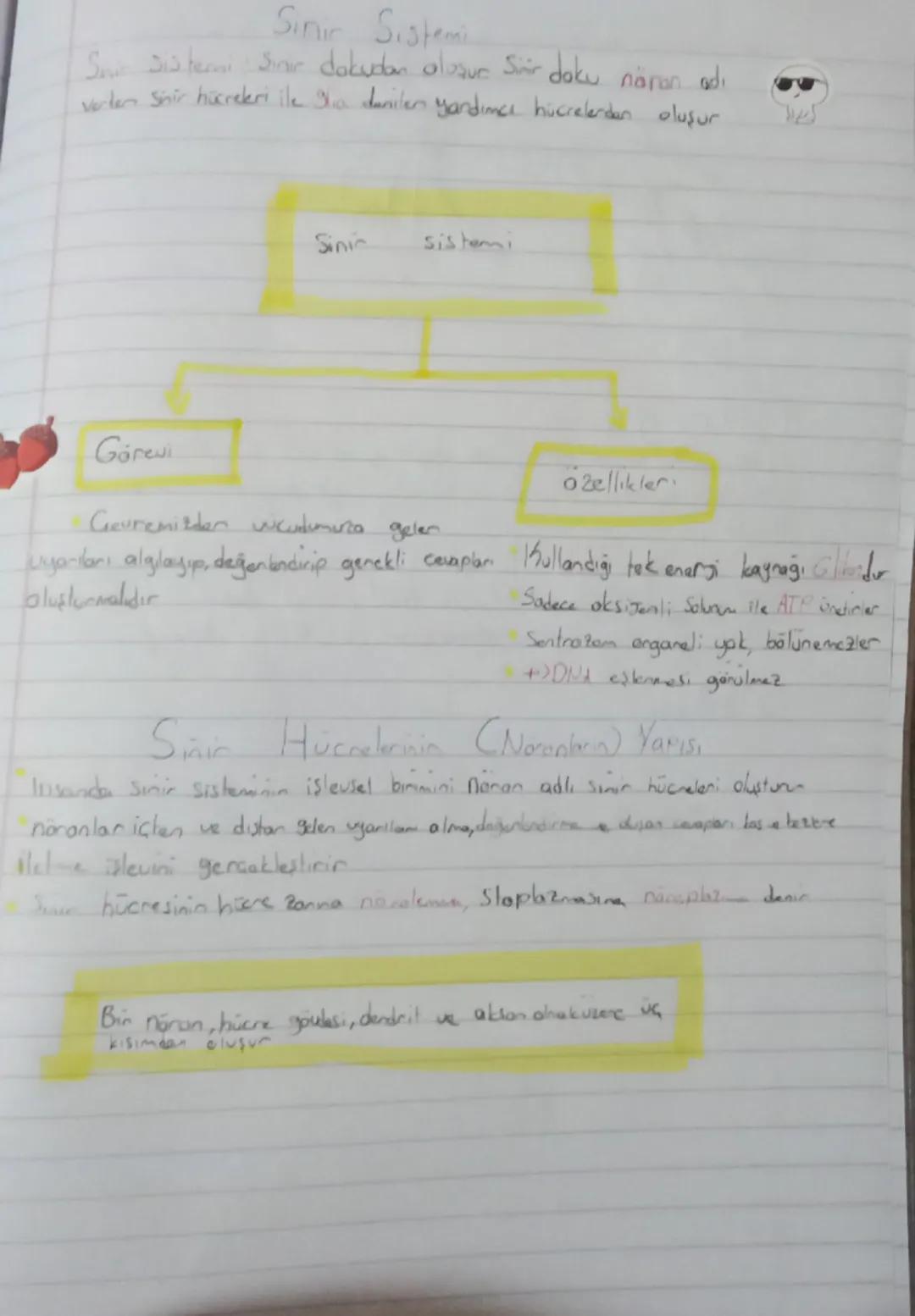 Biyoloji 11. Sınıf 1.ünite (sinir sistemi)