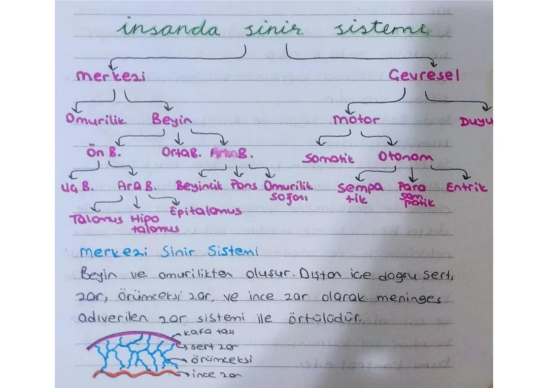 İnsanda Sinir Sistemi