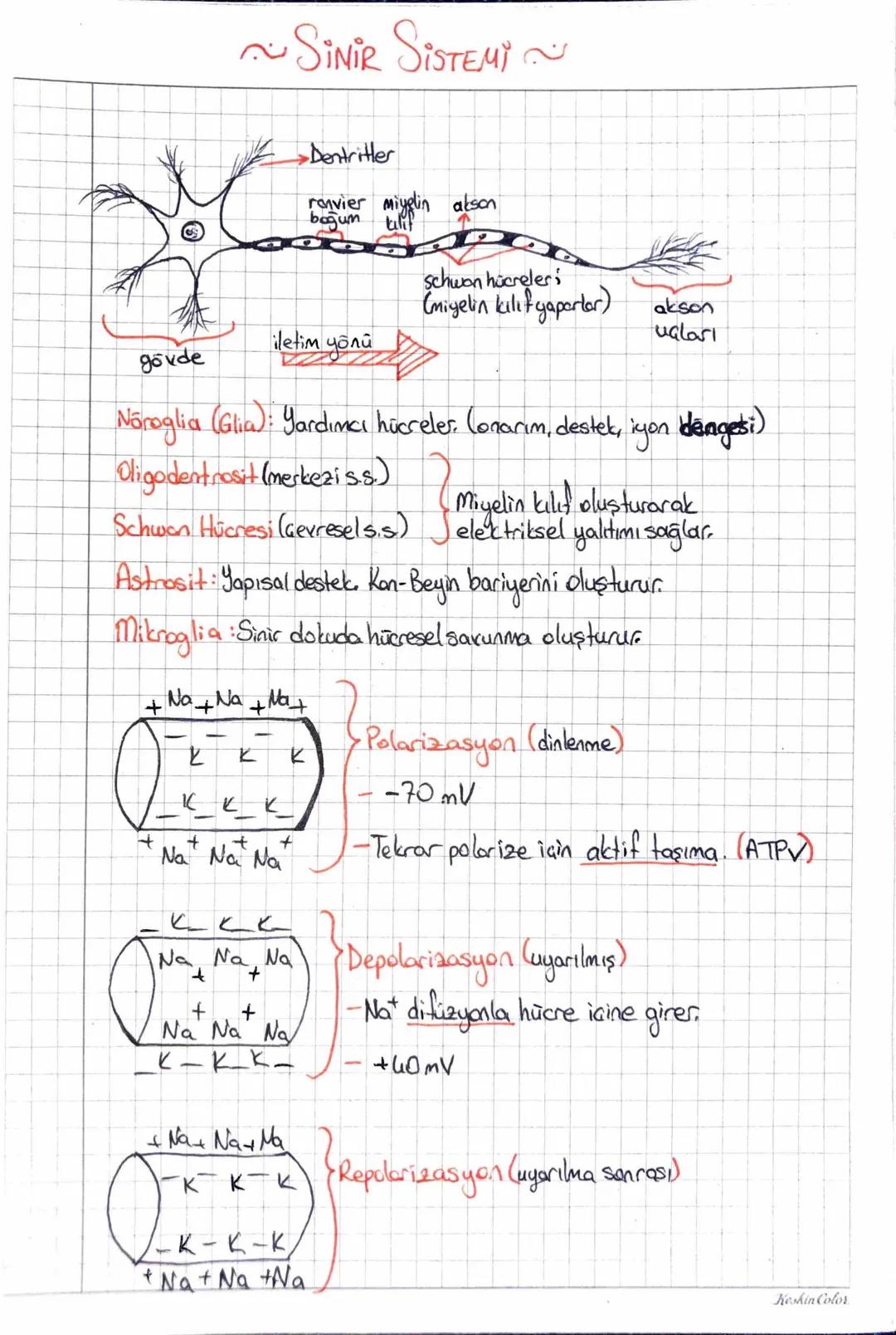 ~SİNİR SİSTEMİ
Dentritler
ranvier miyelin alson
boğum
Calif
Schwan hücreleri
(miyelin kılıf yaparlar)
akson
المان
iletim yönü
gövde
доли
Nōr