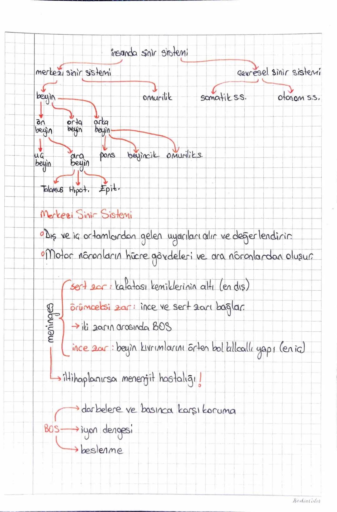 ~SİNİR SİSTEMİ
Dentritler
ranvier miyelin alson
boğum
Calif
Schwan hücreleri
(miyelin kılıf yaparlar)
akson
المان
iletim yönü
gövde
доли
Nōr