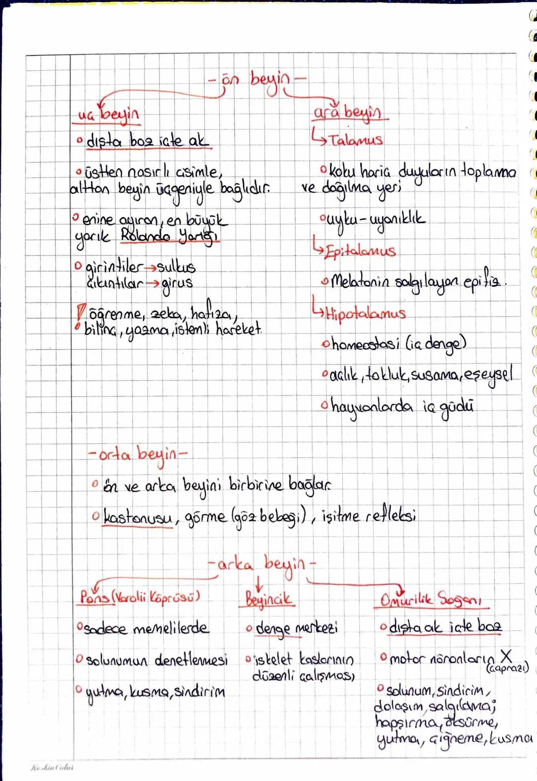 ~SİNİR SİSTEMİ
Dentritler
ranvier miyelin alson
boğum
Calif
Schwan hücreleri
(miyelin kılıf yaparlar)
akson
المان
iletim yönü
gövde
доли
Nōr