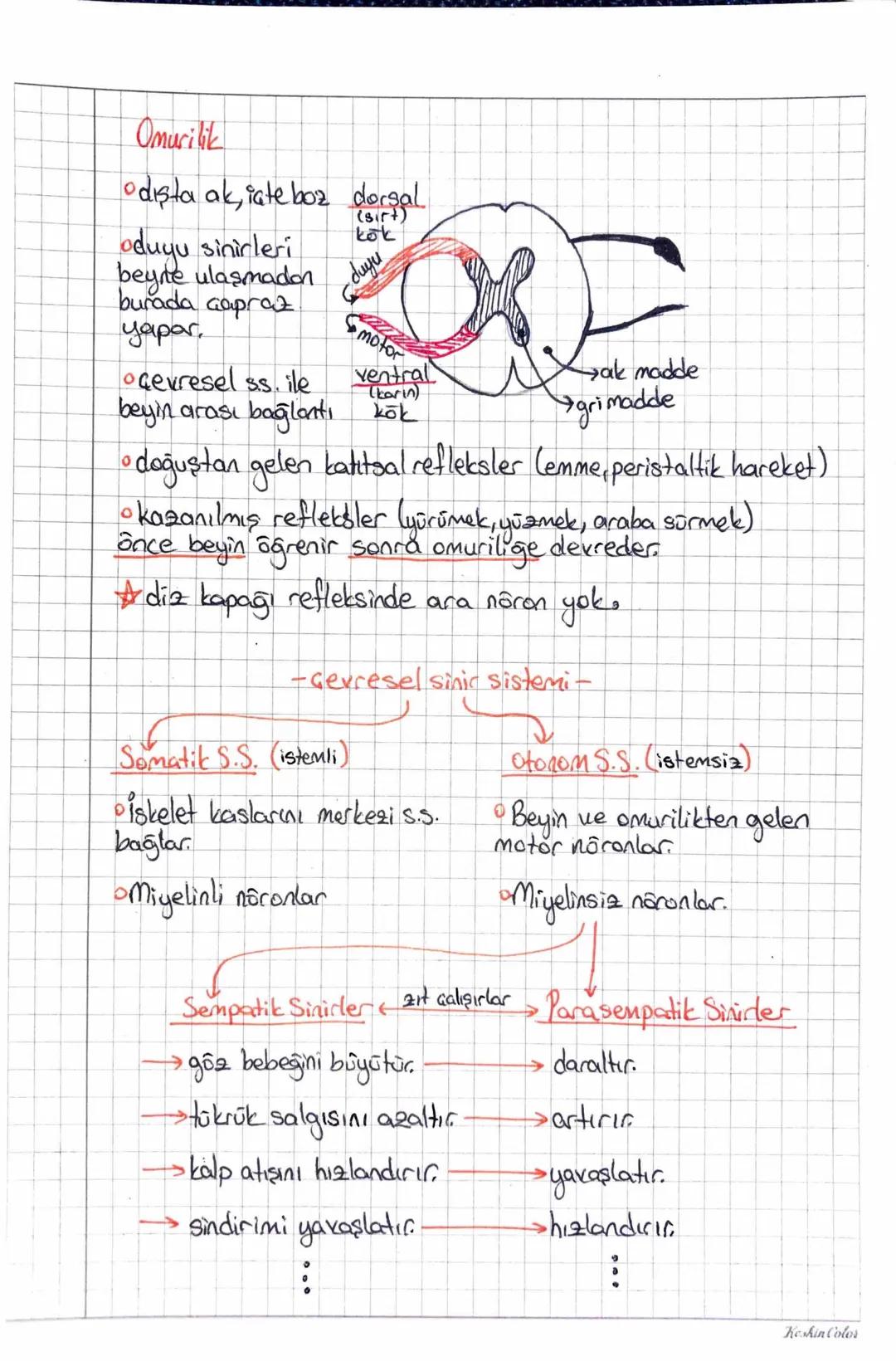 ~SİNİR SİSTEMİ
Dentritler
ranvier miyelin alson
boğum
Calif
Schwan hücreleri
(miyelin kılıf yaparlar)
akson
المان
iletim yönü
gövde
доли
Nōr