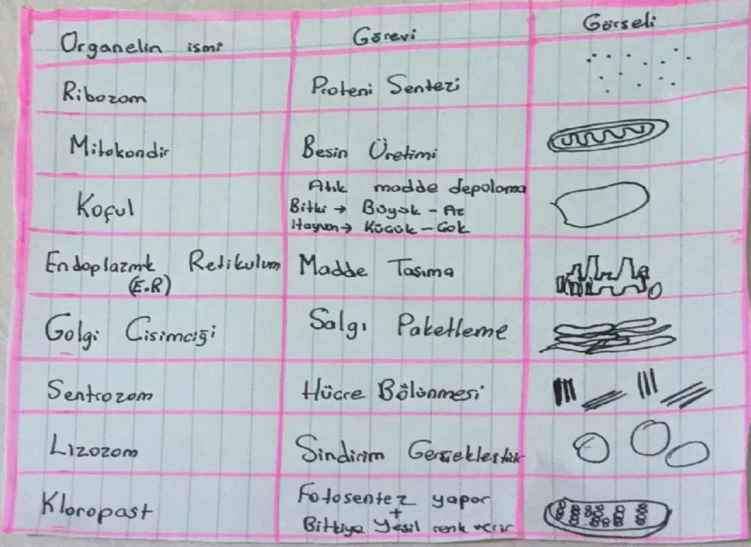 ORGANELLER ve GÖREVLERİ
