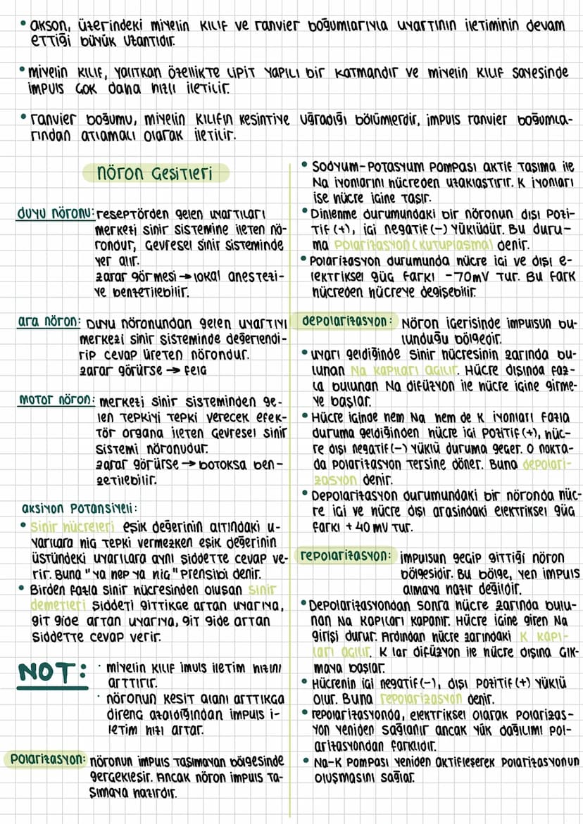 •akson, üzerindeki miyelin KILIF ve ranvier boğumlarıyla uyartının iletiminin devam
eTTiği büyük utantidir.
• mivelin KILIF, YOUTkan Özellik