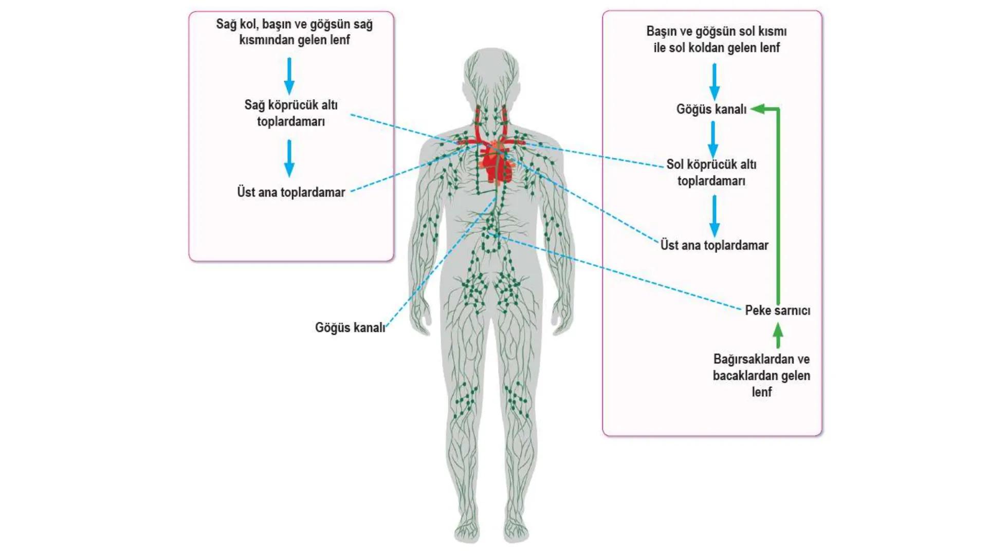 # Lenf Dolaşımı

1. Kılcal damarların atardamar ucundan boşluğa geçen sıvının tamamı, toplardamar ucundan
kılcala geri emilemez ve bazı küçü