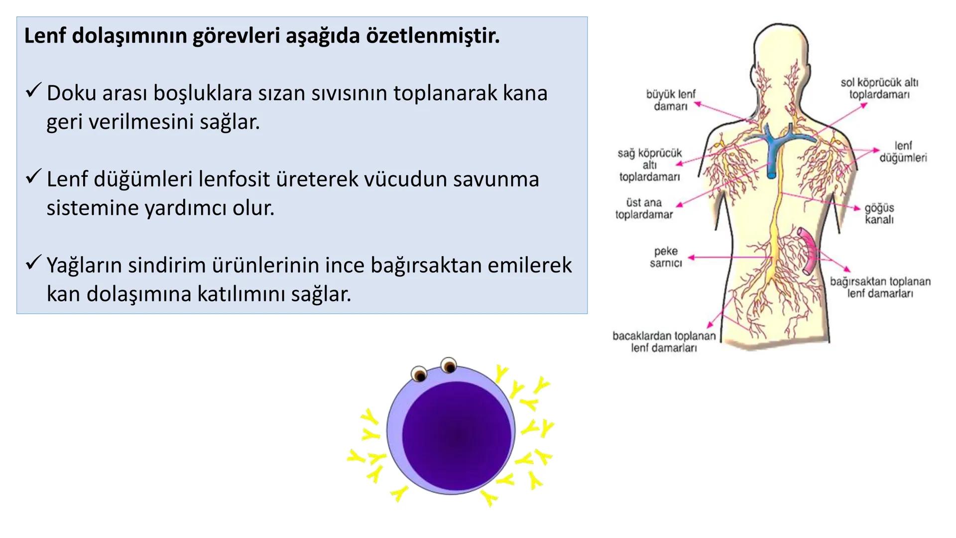 Lenf Dolaşımı
1. Kılcal damarların atardamar ucundan boşluğa geçen sıvının tamamı, toplardamar ucundan
kılcala geri emilemez ve bazı küçük k