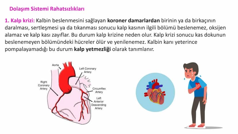 Lenf Dolaşımı
1. Kılcal damarların atardamar ucundan boşluğa geçen sıvının tamamı, toplardamar ucundan
kılcala geri emilemez ve bazı küçük k