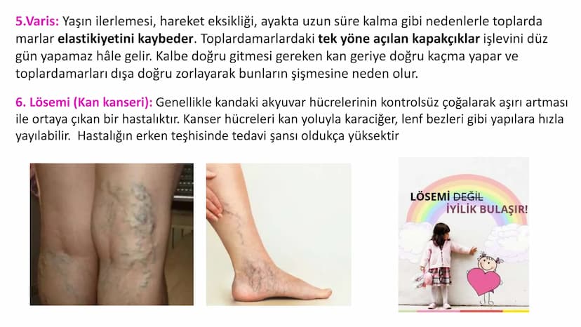 Lenf Dolaşımı
1. Kılcal damarların atardamar ucundan boşluğa geçen sıvının tamamı, toplardamar ucundan
kılcala geri emilemez ve bazı küçük k
